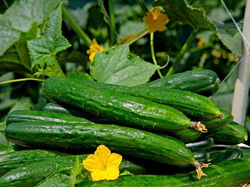 52每日大瓜视频,揭秘娱乐圈幕后故事，带你领略明星真实生活